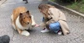 Japanese man achievse lifelong dream of becoming a dog
