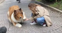 Japanese man achievse lifelong dream of becoming a dog